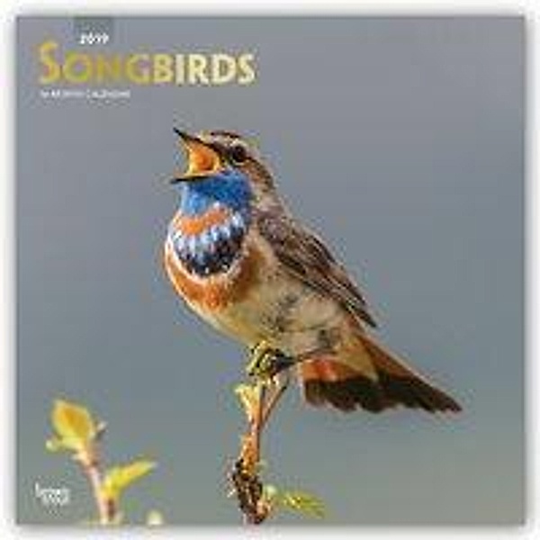 Songbirds - Singvögel 2019 - 18-Monatskalender