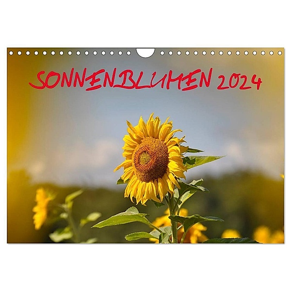 Sonnenblumen 2024 (Wandkalender 2024 DIN A4 quer), CALVENDO Monatskalender, Bildagentur Geduldig
