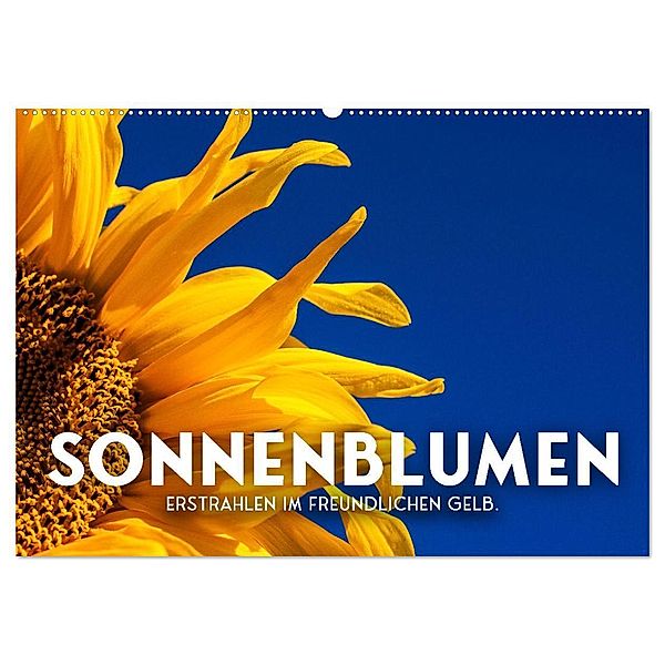 Sonnenblumen - Erstrahlen im freundlichen Gelb. (Wandkalender 2024 DIN A2 quer), CALVENDO Monatskalender, SF