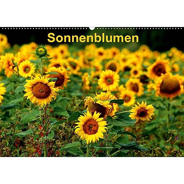 Sonnenblumen (Wandkalender 2020 DIN A2 quer), Dorothea Schulz