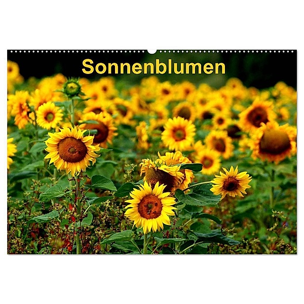 Sonnenblumen (Wandkalender 2024 DIN A2 quer), CALVENDO Monatskalender, Dorothea Schulz