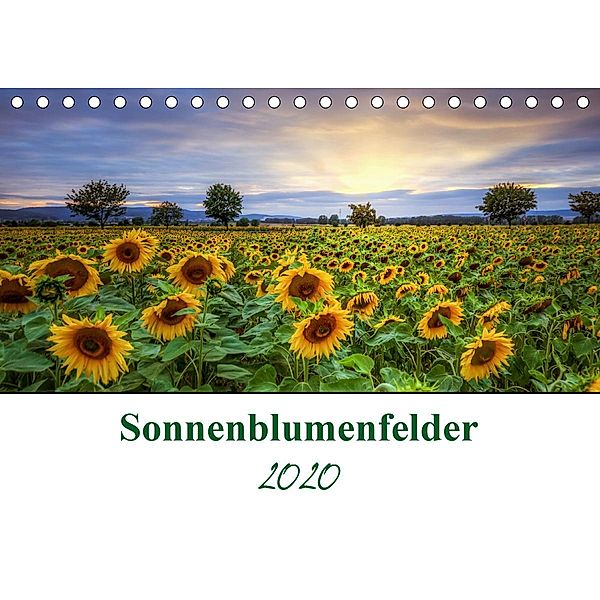 Sonnenblumenfelder (Tischkalender 2020 DIN A5 quer), Steffen Gierok