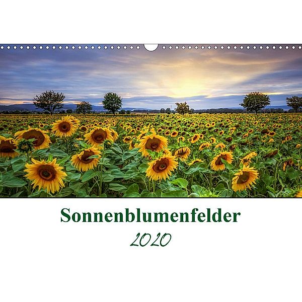 Sonnenblumenfelder (Wandkalender 2020 DIN A3 quer), Steffen Gierok