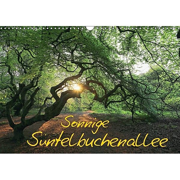 Sonnige Süntelbuchenallee (Wandkalender 2019 DIN A3 quer), Bernhard Loewa
