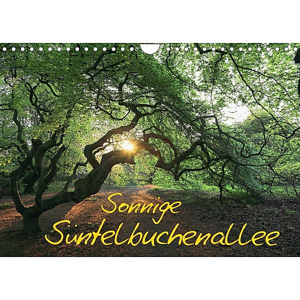 Sonnige Süntelbuchenallee (Wandkalender 2023 DIN A4 quer), Bernhard Loewa