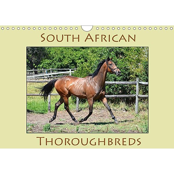 South African Thoroughbreds (Wall Calendar 2021 DIN A4 Landscape), Anke van Wyk - www.germanpix.net