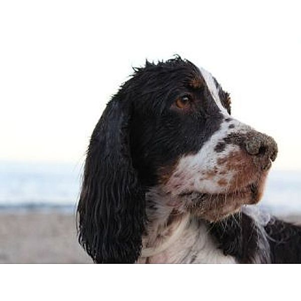 Spaniel - 500 Teile (Puzzle)