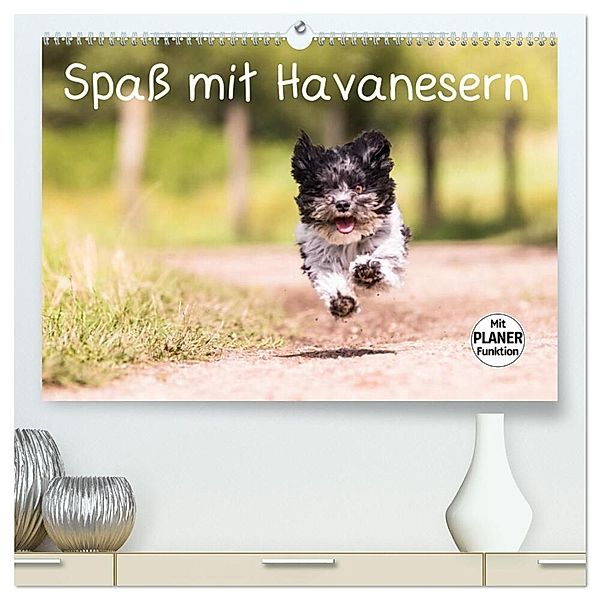 Spaß mit Havanesern (hochwertiger Premium Wandkalender 2025 DIN A2 quer), Kunstdruck in Hochglanz, Calvendo, Sonja Teßen