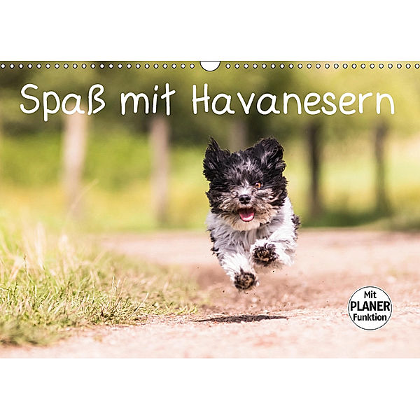 Spaß mit Havanesern (Wandkalender 2019 DIN A3 quer), Sonja Teßen