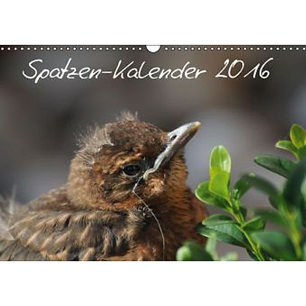 Spatzen-Kalender (Wandkalender 2016 DIN A3 quer), Marianne Drews