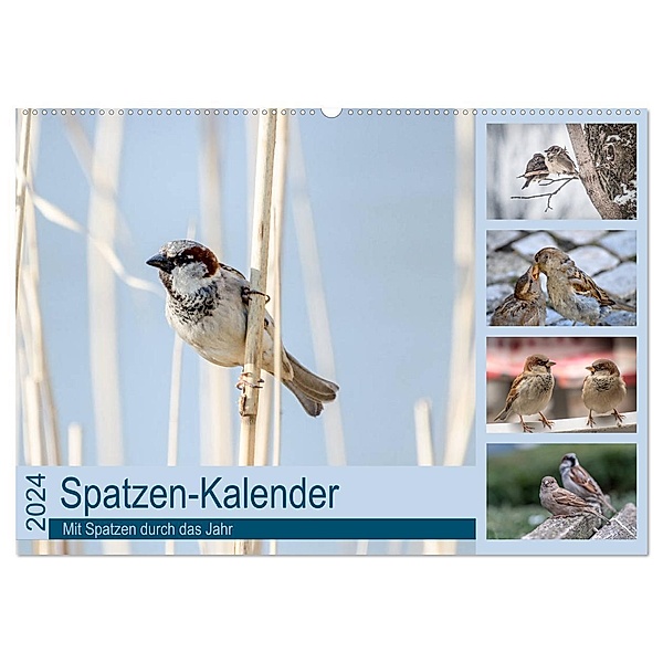 Spatzen-Kalender (Wandkalender 2024 DIN A2 quer), CALVENDO Monatskalender, Marianne Drews