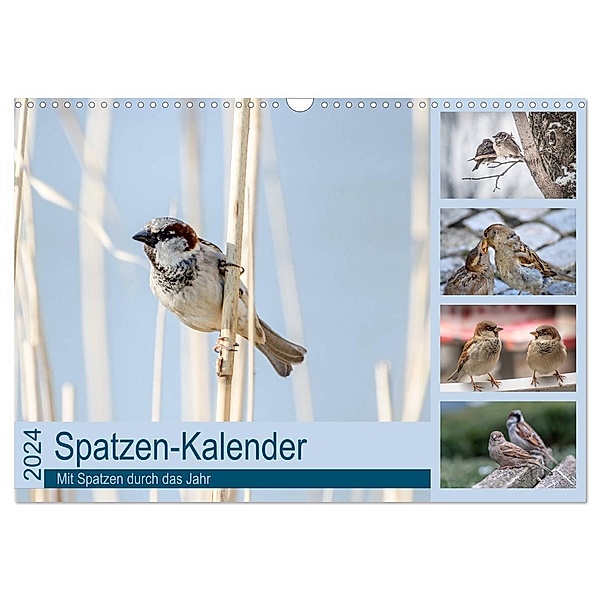 Spatzen-Kalender (Wandkalender 2024 DIN A3 quer), CALVENDO Monatskalender, Marianne Drews