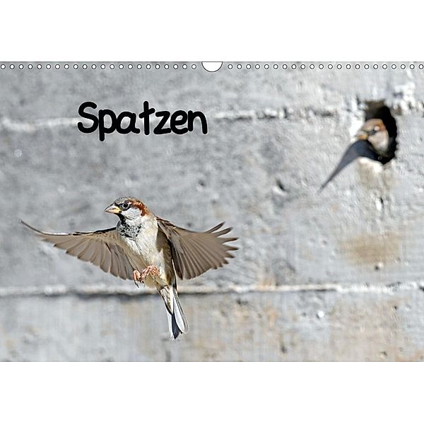 Spatzen (Wandkalender 2020 DIN A3 quer), Benny Trapp