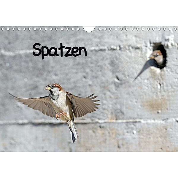 Spatzen (Wandkalender 2021 DIN A4 quer), Benny Trapp