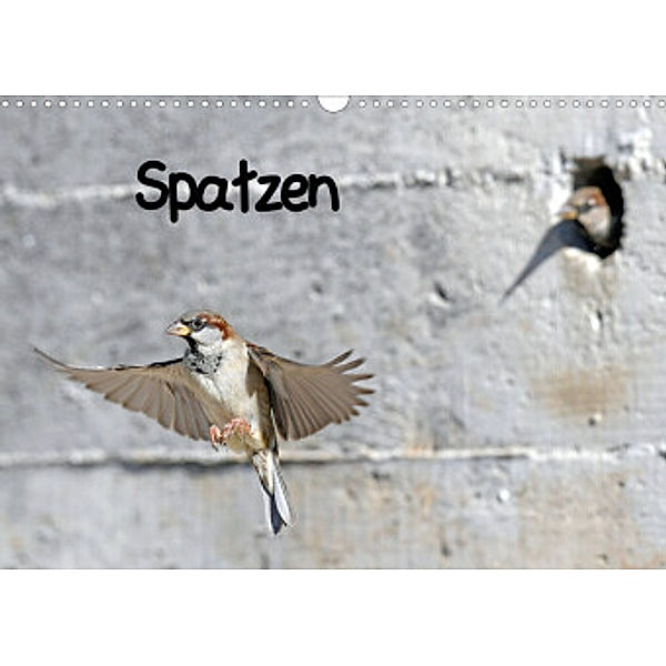 Spatzen (Wandkalender 2022 DIN A3 quer), Benny Trapp