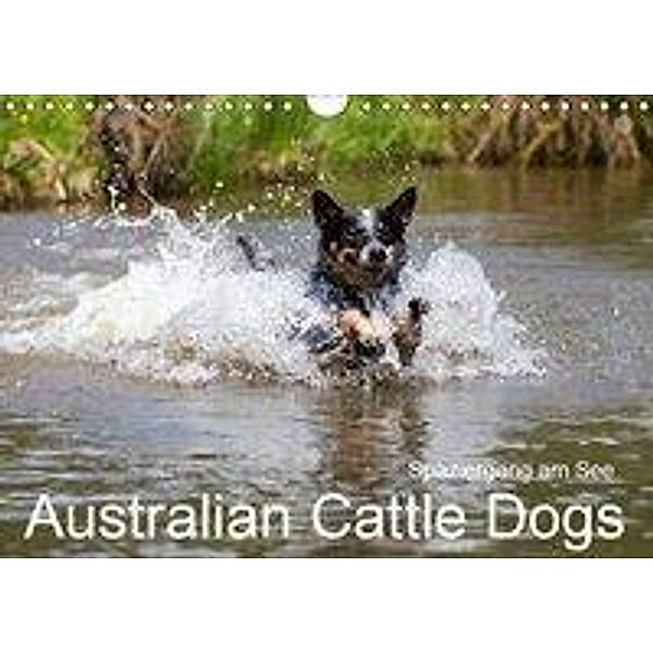 Spaziergang am See Australian Cattle Dogs (Wandkalender 2019 DIN A4 quer), Verena Scholze