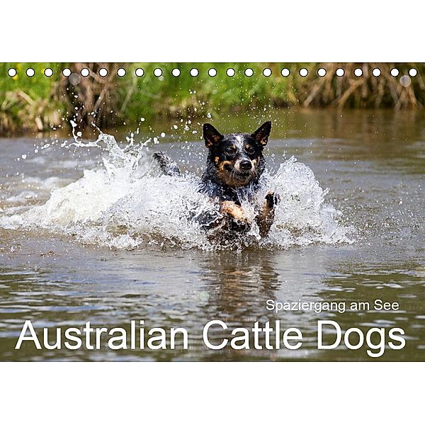 Spaziergang am See Australian Cattle Dogs (Tischkalender 2021 DIN A5 quer), Fotodesign Verena Scholze