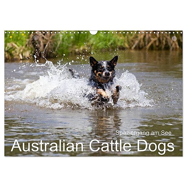 Spaziergang am See Australian Cattle Dogs (Wandkalender 2024 DIN A3 quer), CALVENDO Monatskalender, Fotodesign Verena Scholze