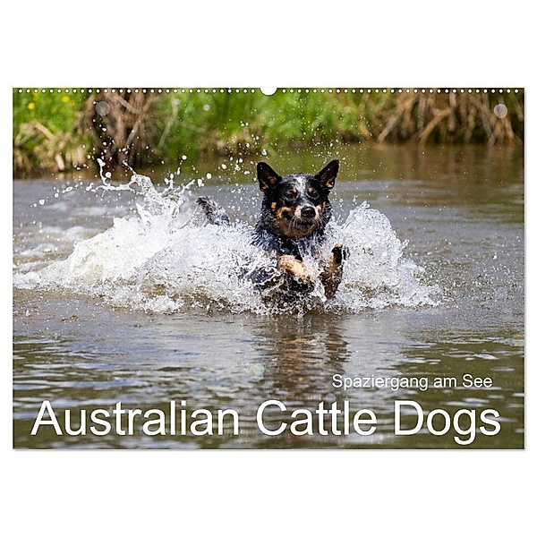 Spaziergang am See Australian Cattle Dogs (Wandkalender 2024 DIN A2 quer), CALVENDO Monatskalender, Fotodesign Verena Scholze