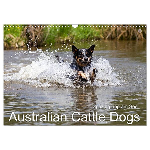 Spaziergang am See Australian Cattle Dogs (Wandkalender 2025 DIN A3 quer), CALVENDO Monatskalender, Calvendo, Fotodesign Verena Scholze