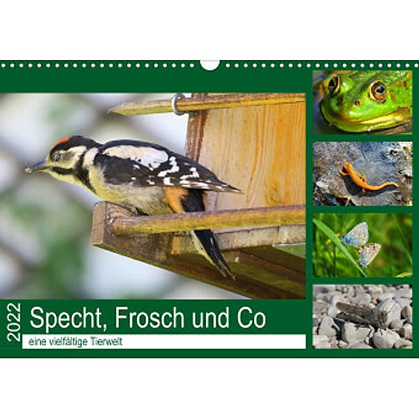 Specht, Frosch und Co - eine vielfältige Tierwelt (Wandkalender 2022 DIN A3 quer), Claudia Schimmack