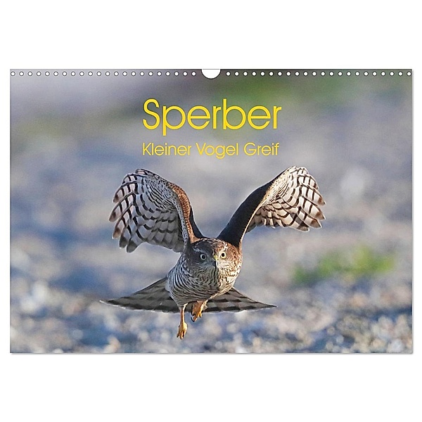 Sperber - Kleiner Vogel Greif (Wandkalender 2024 DIN A3 quer), CALVENDO Monatskalender, Calvendo, Hermann Knüwer