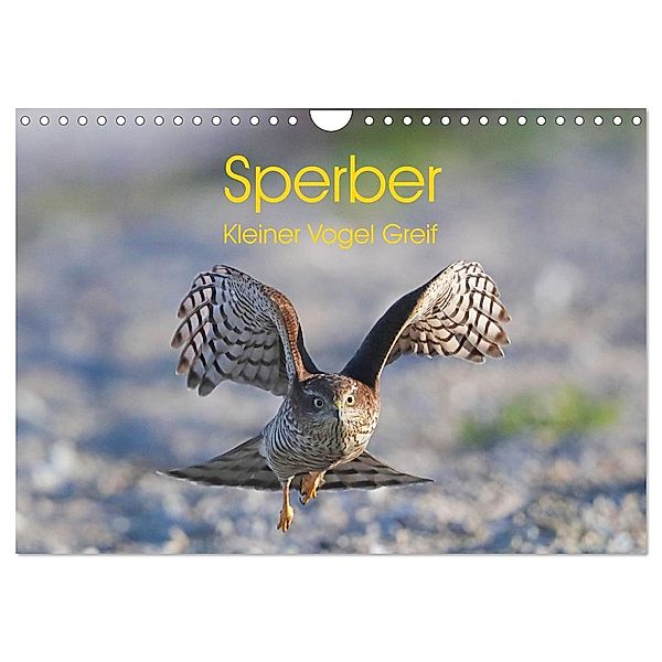 Sperber - Kleiner Vogel Greif (Wandkalender 2025 DIN A4 quer), CALVENDO Monatskalender, Calvendo, Hermann Knüwer