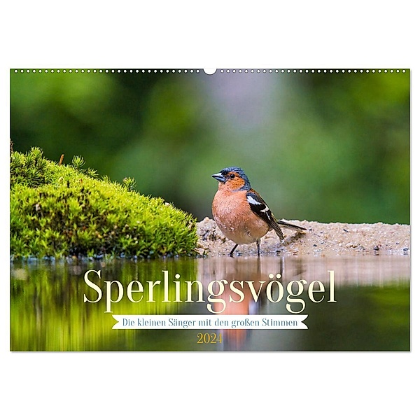 Sperlingsvögel - Die kleinen Sänger mit den großen Stimmen (Wandkalender 2024 DIN A2 quer), CALVENDO Monatskalender, Arne Wünsche