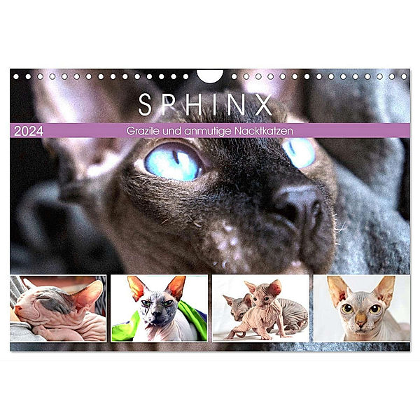 Sphinx. Grazile und anmutige Nacktkatzen (Wandkalender 2024 DIN A4 quer), CALVENDO Monatskalender, Rose Hurley