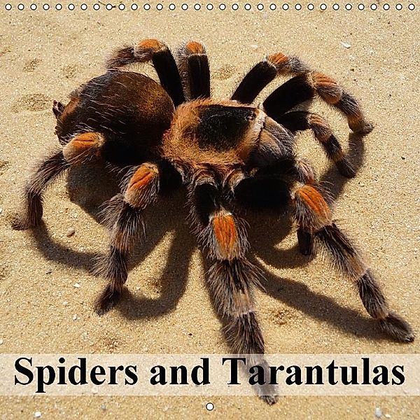 Spiders and Tarantulas (Wall Calendar 2018 300 × 300 mm Square), Elisabeth Stanzer