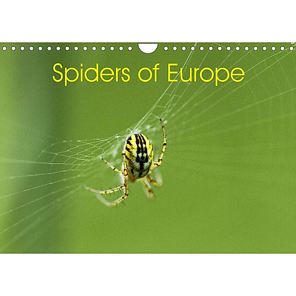 Spiders of Europe (Wall Calendar 2023 DIN A4 Landscape), Otto Schäfer