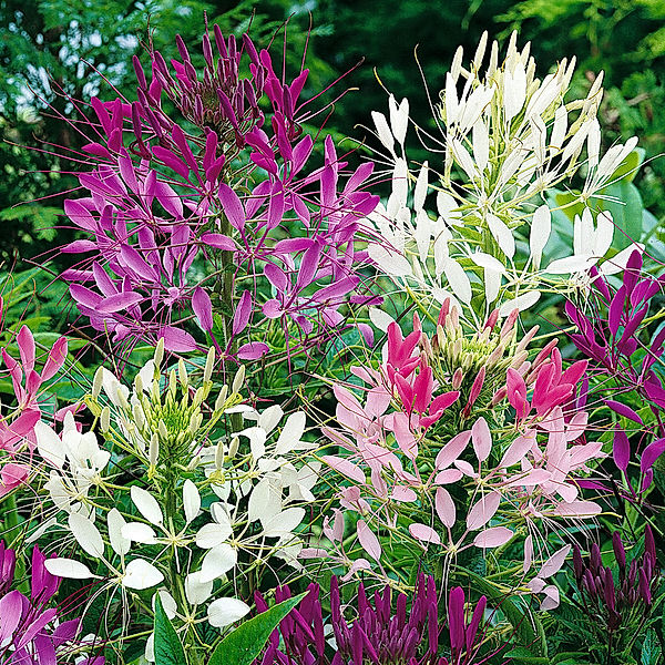 Spinnenblumensamen Colour Fountain-Mischung