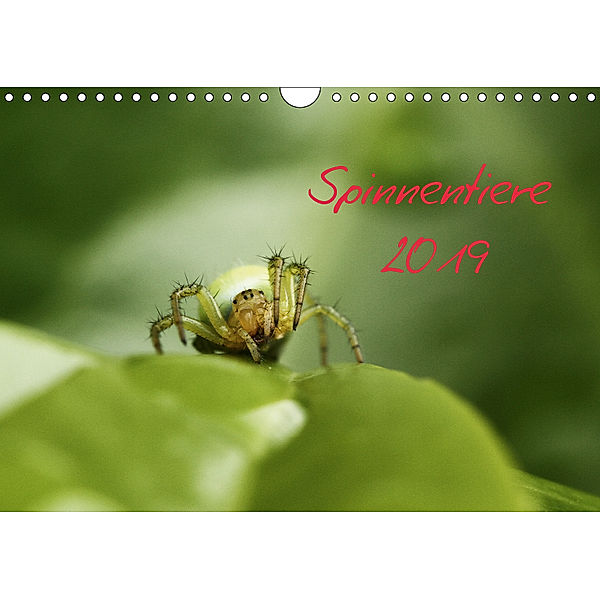Spinnentiere 2019 (Wandkalender 2019 DIN A4 quer), Hernegger Arnold