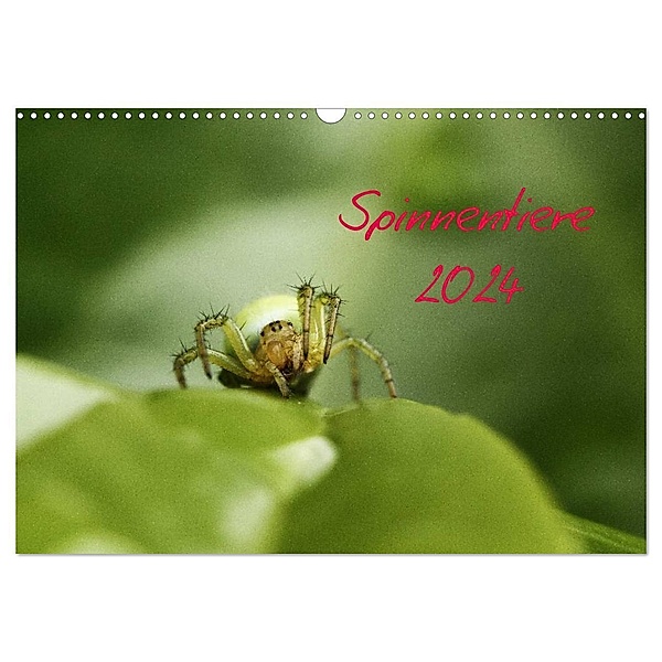 Spinnentiere 2024 (Wandkalender 2024 DIN A3 quer), CALVENDO Monatskalender, Hernegger Arnold