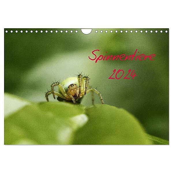 Spinnentiere 2024 (Wandkalender 2024 DIN A4 quer), CALVENDO Monatskalender, Hernegger Arnold