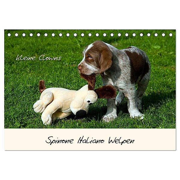 Spinone Italiano Welpen - Kleine Clowns (Tischkalender 2024 DIN A5 quer), CALVENDO Monatskalender, Silvia Drafz