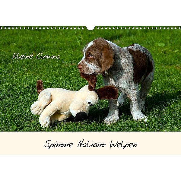 Spinone Italiano Welpen - Kleine Clowns (Wandkalender 2023 DIN A3 quer), Silvia Drafz