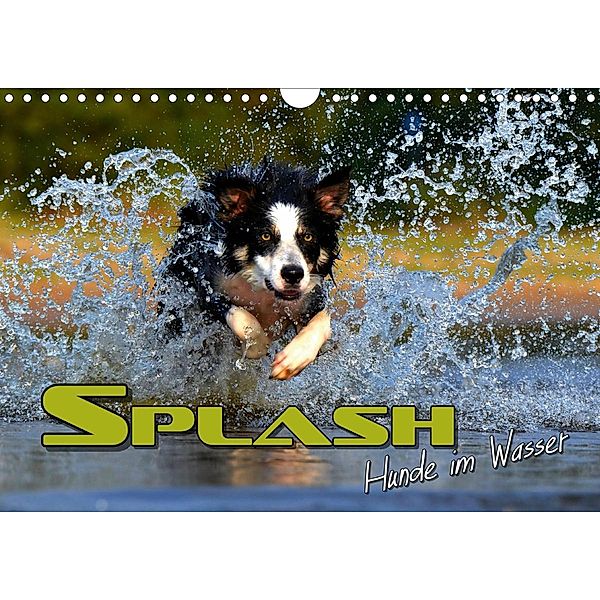 SPLASH - Hunde im Wasser (Wandkalender 2021 DIN A4 quer), Renate Bleicher