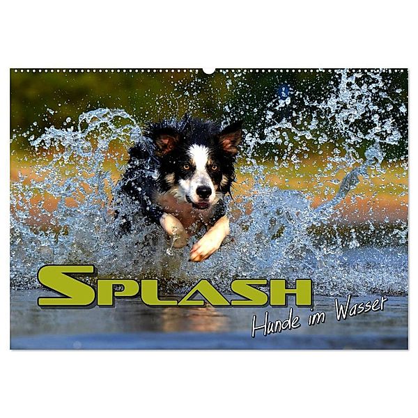 SPLASH - Hunde im Wasser (Wandkalender 2025 DIN A2 quer), CALVENDO Monatskalender, Calvendo, Renate Bleicher