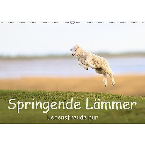 Springende Lämmer: Lebensfreude pur (Wandkalender 2020 DIN A2 quer), Elmar Weiss