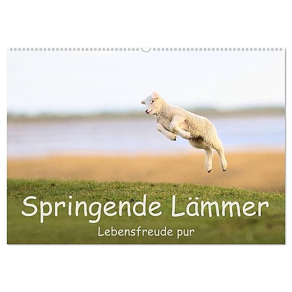 Springende Lämmer: Lebensfreude pur (Wandkalender 2024 DIN A2 quer), CALVENDO Monatskalender, Elmar Weiss
