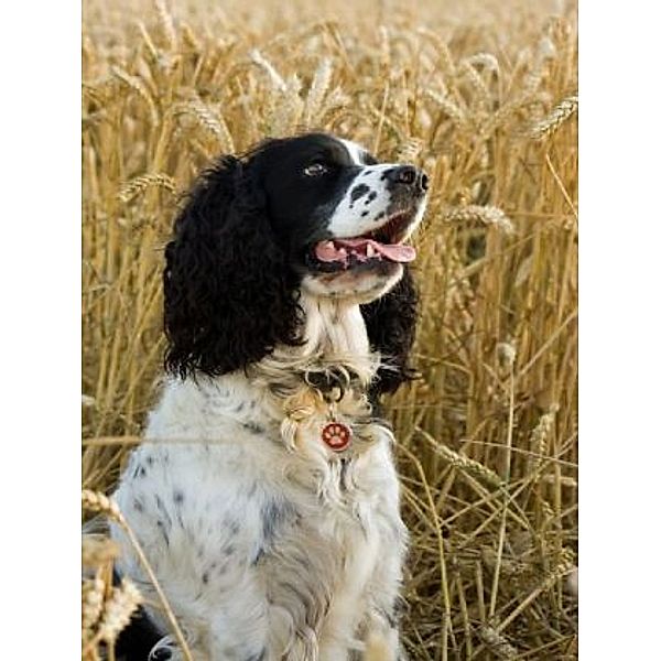 Springer Spaniel - 100 Teile (Puzzle)