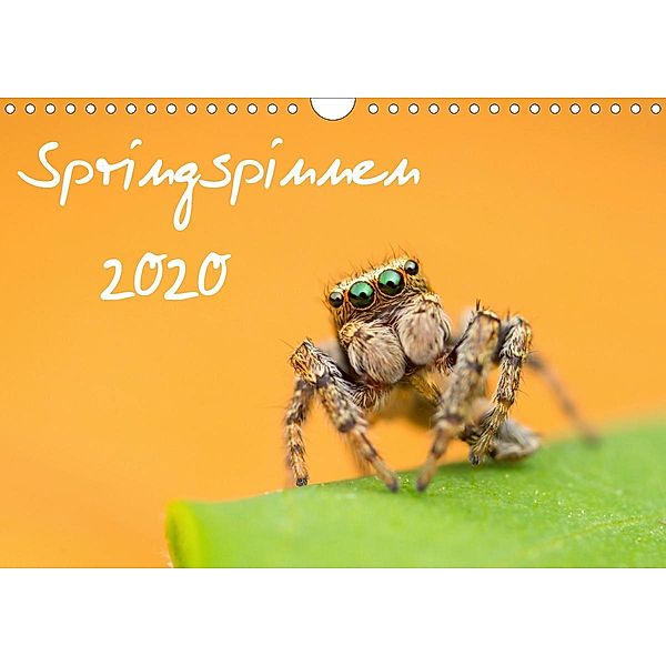 Springspinnen Kalender 2020 (Wandkalender 2020 DIN A4 quer), David Daniel