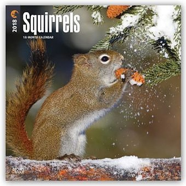 Squirrels - Eichhörnchen - Grauhörnchen 2018 - 18-Monatskalender, BrownTrout Publisher