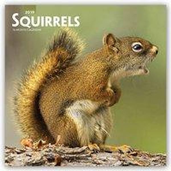 Squirrels - Eichhörnchen - Grauhörnchen 2019 - 18-Monatskale