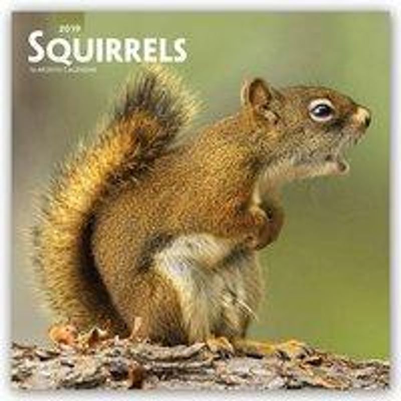 Squirrels - Eichhörnchen - Grauhörnchen 2019 - 18-Monatskale - Kalender  bestellen