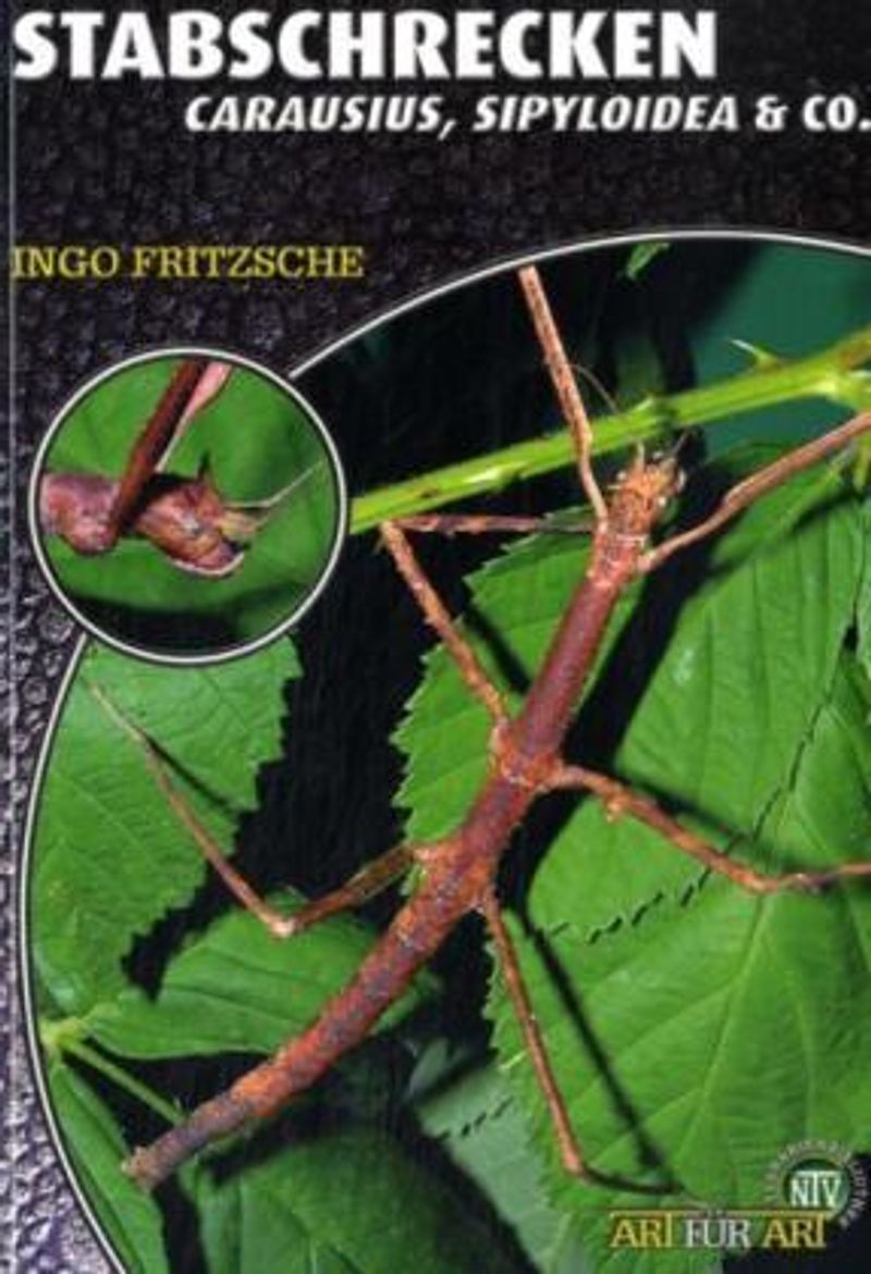 Stabschrecken Buch von Ingo Fritzsche versandkostenfrei bei Weltbild.de