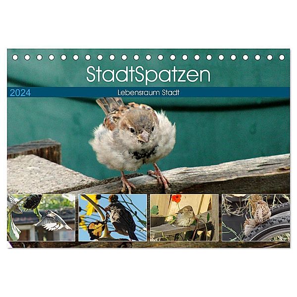 StadtSpatzen (Tischkalender 2024 DIN A5 quer), CALVENDO Monatskalender, Linda und Michael Schilling