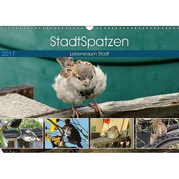StadtSpatzen (Wandkalender 2017 DIN A3 quer), Linda Schilling