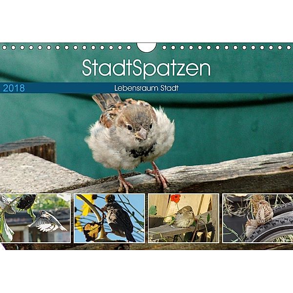 StadtSpatzen (Wandkalender 2018 DIN A4 quer) Dieser erfolgreiche Kalender wurde dieses Jahr mit gleichen Bildern und akt, Linda Schilling